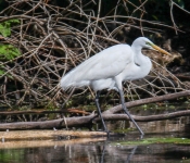 2016 06 11 WildLife MPLS 187